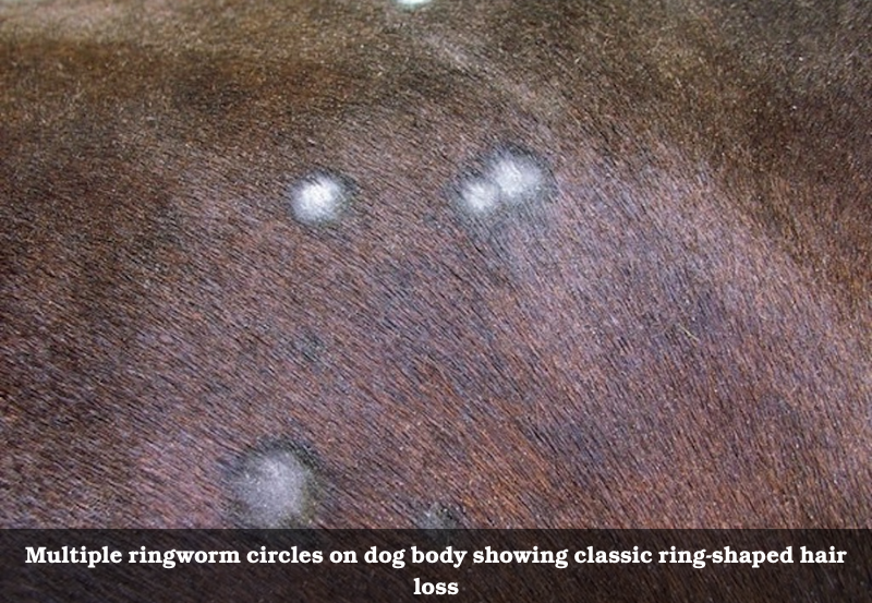 Multiple ringworm circles on dog body showing classic ring-shaped hair loss