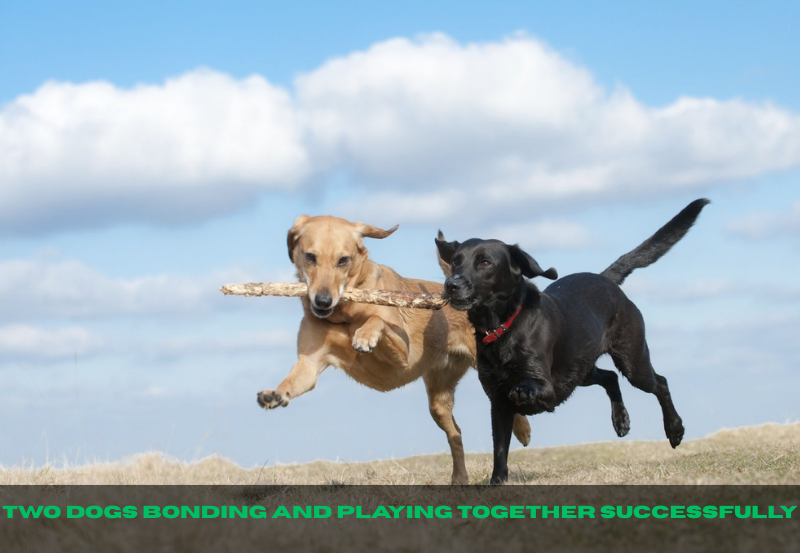 Two dogs bonding and playing together successfully