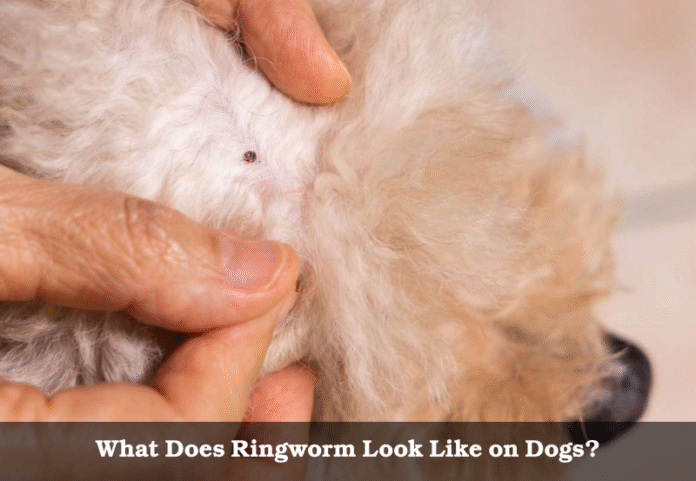 What Does Ringworm Look Like on Dogs?