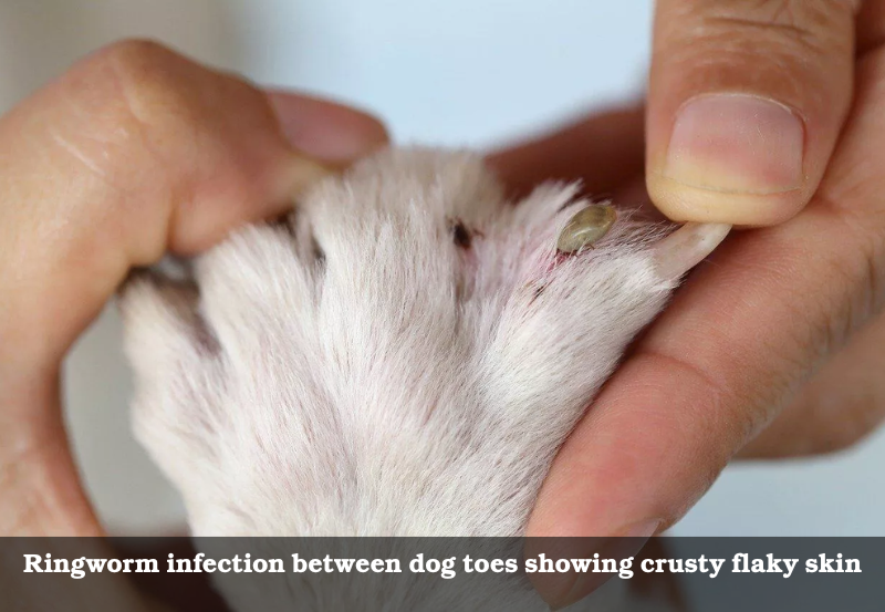 Ringworm infection between dog toes showing crusty flaky skin